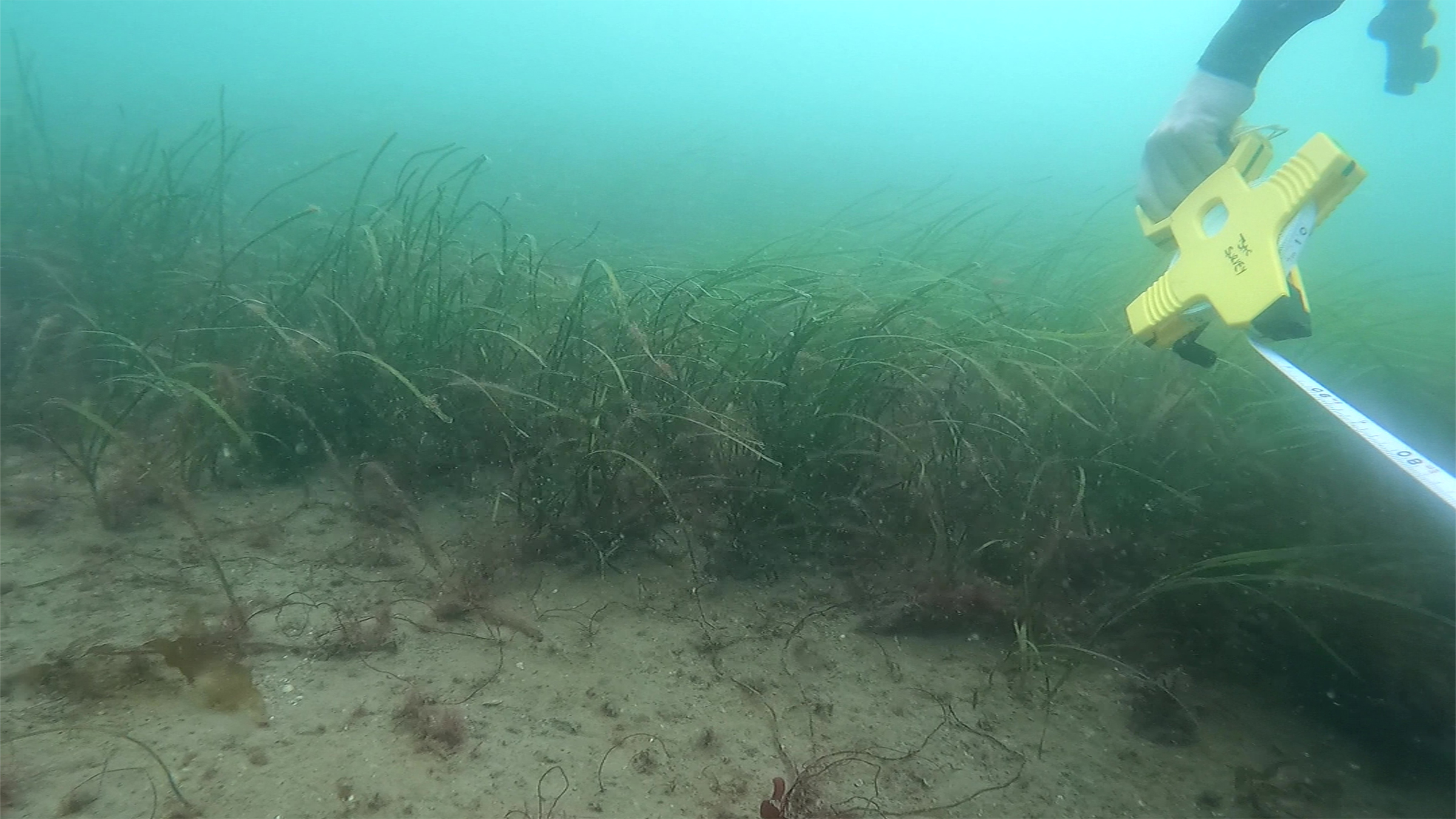 Mapping the future for seagrass beds in Plymouth Sound